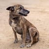 Cassie - freundliche und brave Hündin