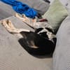 Binny m ~9 Monate sucht Spaß, Action und Abenteuer