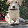 Stelios der smarte und liebe junge Bub /82284