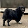 🐶Pkis - flauschiger Herzensbrecher sucht liebe Menschen