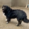 🐶Pkis - flauschiger Herzensbrecher sucht liebe Menschen
