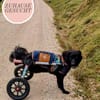RINA sucht ihr forever Home