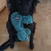 RINA sucht ihr forever Home