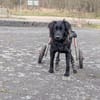 RINA sucht ihr forever Home