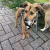 Fröhliche Junghündin Souly sucht ihre aktive Familie