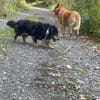 PAW liebenswerter kleiner Seniorrüde