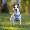 Lustige CASSIE sucht eine nette Familie!