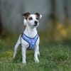 Lustige CASSIE sucht eine nette Familie!