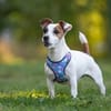 Lustige CASSIE sucht eine nette Familie!