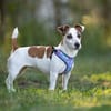 Lustige CASSIE sucht eine nette Familie!