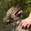Polly, charmante Hündin sucht neues Zuhause