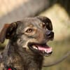Polly, charmante Hündin sucht neues Zuhause