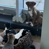 Bowie, fröhlicher Welpe sucht neues Zuhause