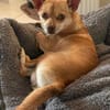 Sammy - dringender Notfall