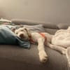 Hendrix, liebevoller Welpe sucht neues Zuhause