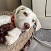 Hendrix, liebevoller Welpe sucht neues Zuhause
