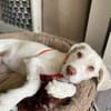 Hendrix, liebevoller Welpe sucht neues Zuhause