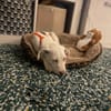 Hendrix, liebevoller Welpe sucht neues Zuhause