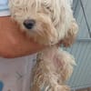 Loraine-Lili das kleine Maltipoo-Wölkchen auf der Suche