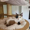 Maya  eine kleine Siam-Prinzessin sucht ihr Traumzuhause