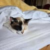 Maya  eine kleine Siam-Prinzessin sucht ihr Traumzuhause