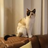 Maya  eine kleine Siam-Prinzessin sucht ihr Traumzuhause