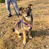 Bella - freundliche und verspielte Hündin