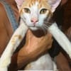 Der Wunderbare Rio sucht ein liebevolles Zuhause