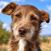 Vito - sanfter Podenco-Mix sucht sein Zuhause