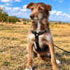 Vito - sanfter Podenco-Mix sucht sein Zuhause
