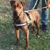 Karma, Pittbull-Terrier sucht ein Zuhaus