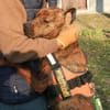 Karma, Pittbull-Terrier sucht ein Zuhaus