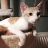 Der verschmuste Denver sucht ein liebevolles Zuhause