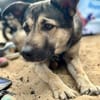 Ronja sucht liebe Menschen mit Zeit