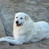 LORI  ab November auf Pflegestelle in Euskirchen