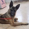 Freundlicher Enzo sucht seine Familie