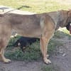 Freundlicher Enzo sucht seine Familie