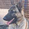 Freundlicher Enzo sucht seine Familie