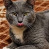 Bezaubernder Kater Gandalf sucht seine Familie