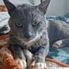 Bezaubernder Kater Gandalf sucht seine Familie