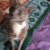 Bezaubernder Kater Gandalf sucht seine Familie