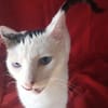 Schmusekatze Iris sucht neues Zuhause