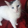 Schmusekatze Iris sucht neues Zuhause