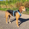 Joshy - wartet in 07907 Schleiz