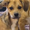 Pepito und Pippo sind zwei entzückende Brüder die