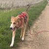 Liebenswerter Semolino sucht Zuhause