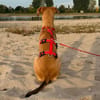 Liebenswerter Semolino sucht Zuhause