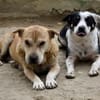 Herta und Sissy
