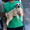 Hübscher Pongo sucht Zuhause