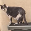 TOM